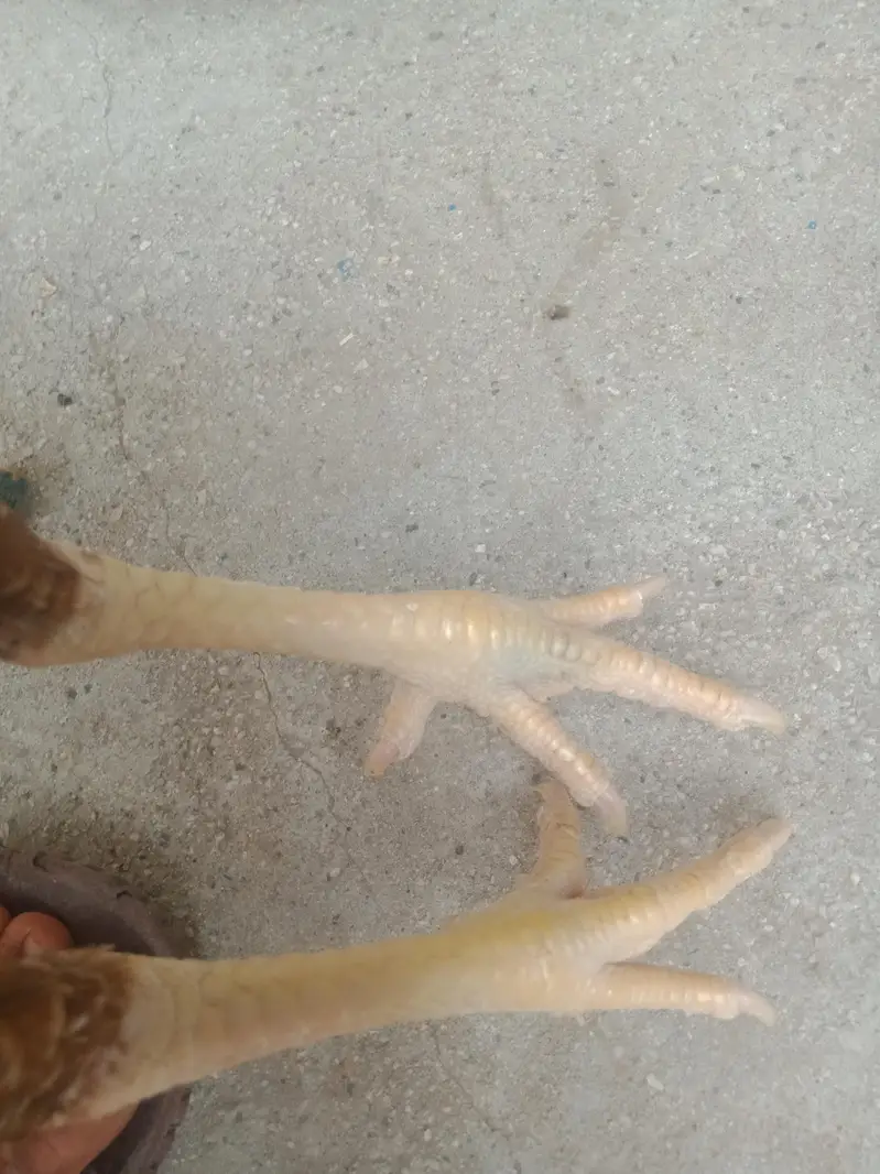 breeder female for sale — photo 4