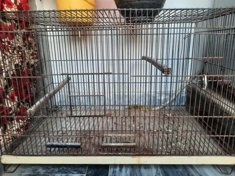 Parrot Cage — photo 2