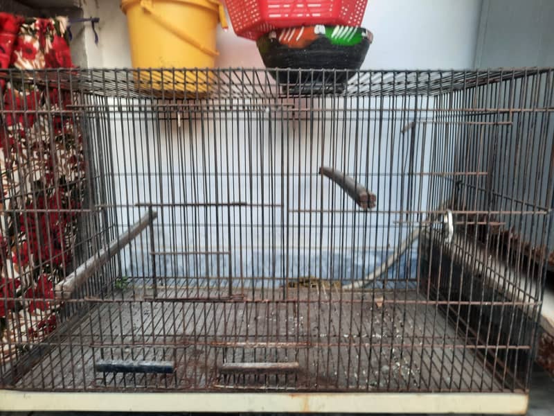Parrot Cage 3