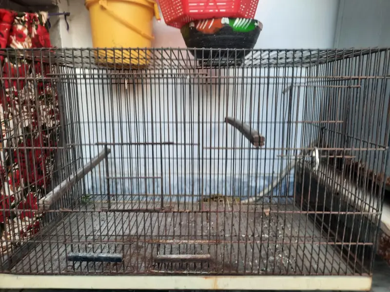Parrot Cage — photo 4
