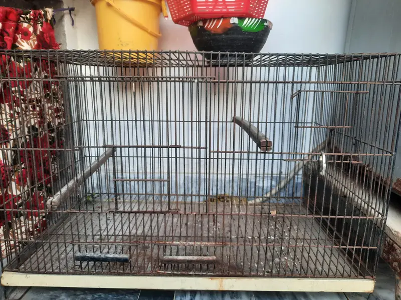 Parrot Cage — photo 6