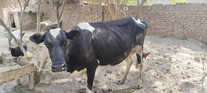 pure holiestien freezan cow 7 kilo dodh