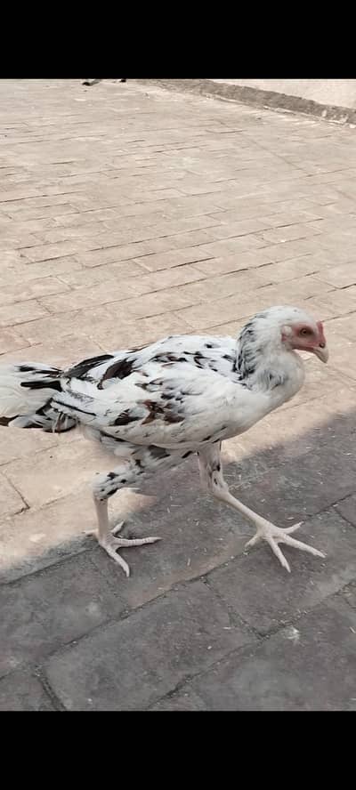 1 female 2 male