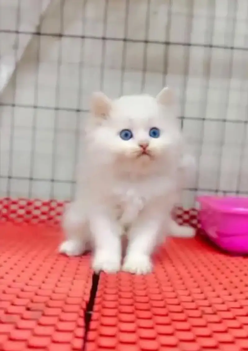 Quality Persian cat & Kittens. Male & female 03091708184. whatsapp — photo 3