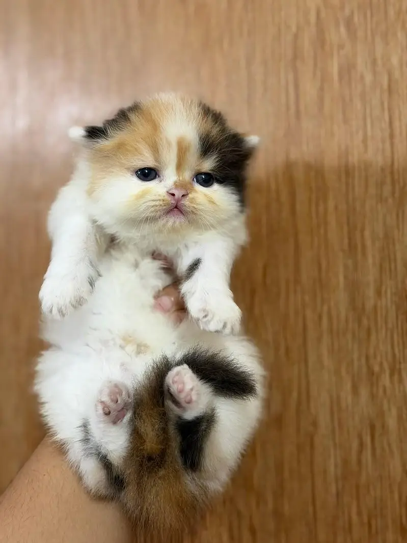 Quality Persian cat & Kittens. Male & female 03091708184. whatsapp — photo 4