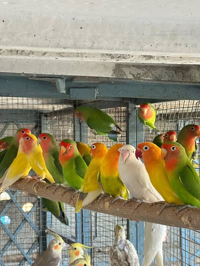 Lovebirds for Sale