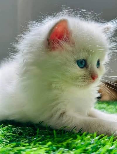 Quality Persian cat & Kittens. Male & female 03091708184. whatsapp
