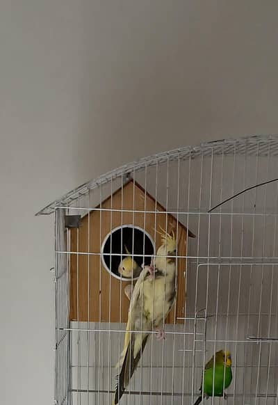 Active Breeding Pair of Cockatiels (Female Ready to Lay Eggs!)