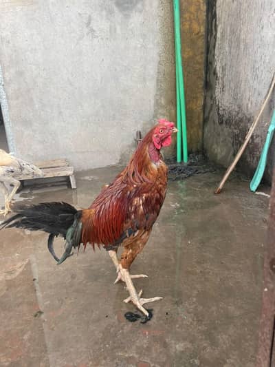 murga kana ha murgy ka 3000 murgiyon ka alg alg ret ha