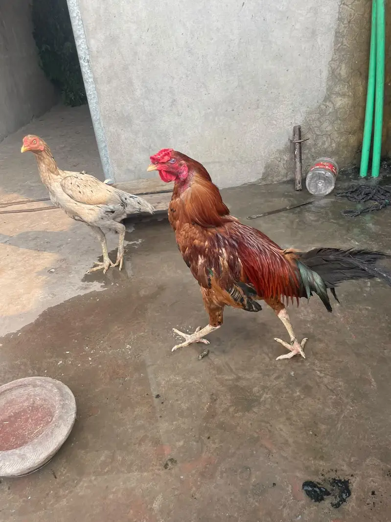 murga kana ha murgy ka 3000 murgiyon ka alg alg ret ha — photo 2