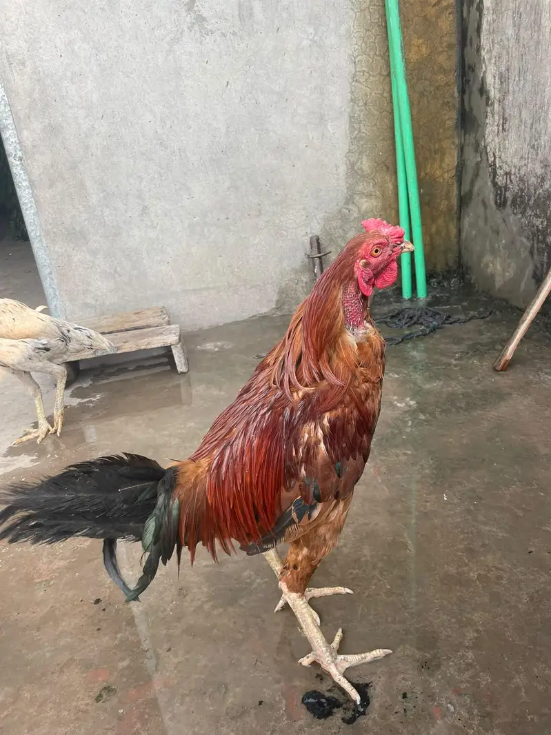 murga kana ha murgy ka 3000 murgiyon ka alg alg ret ha — photo 3
