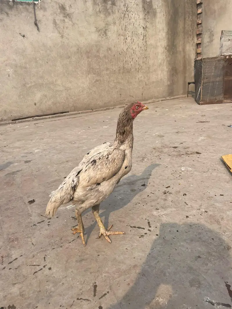 murga kana ha murgy ka 3000 murgiyon ka alg alg ret ha — photo 4