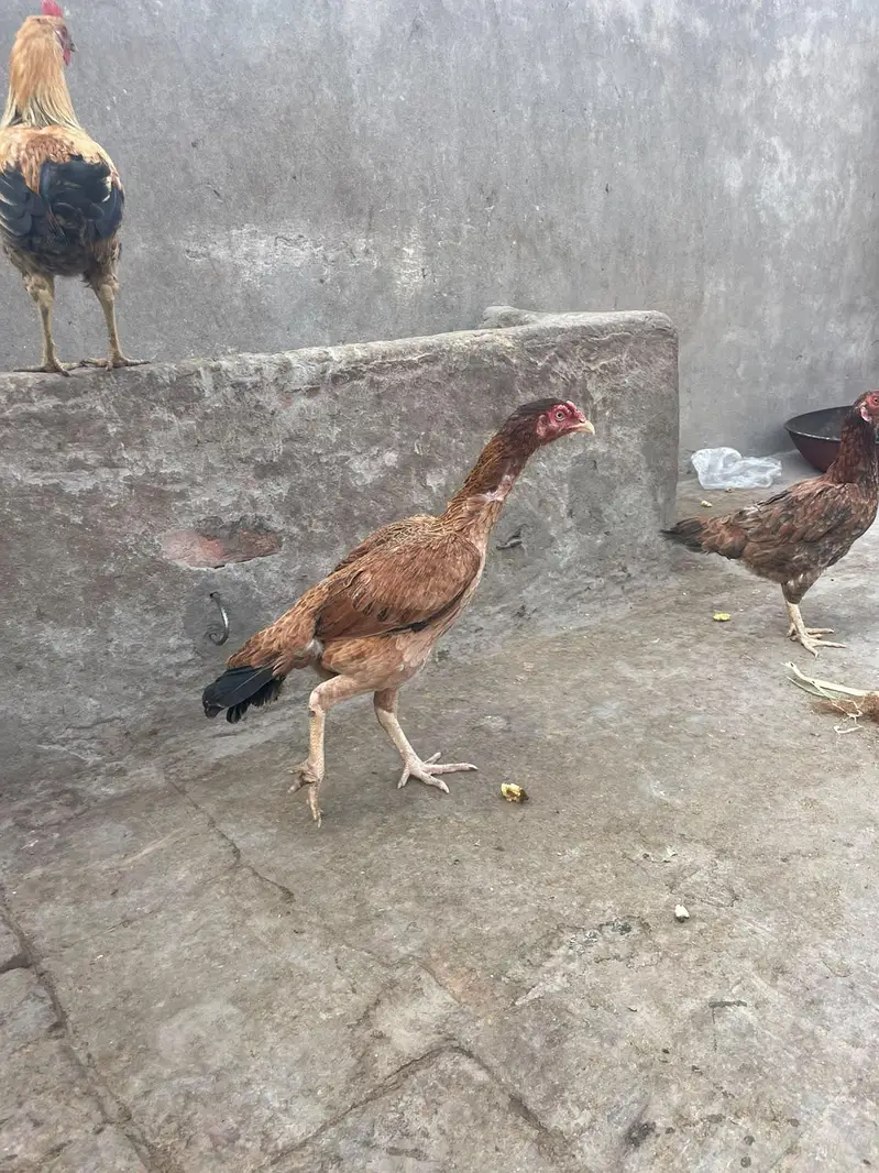 murga kana ha murgy ka 3000 murgiyon ka alg alg ret ha — photo 5