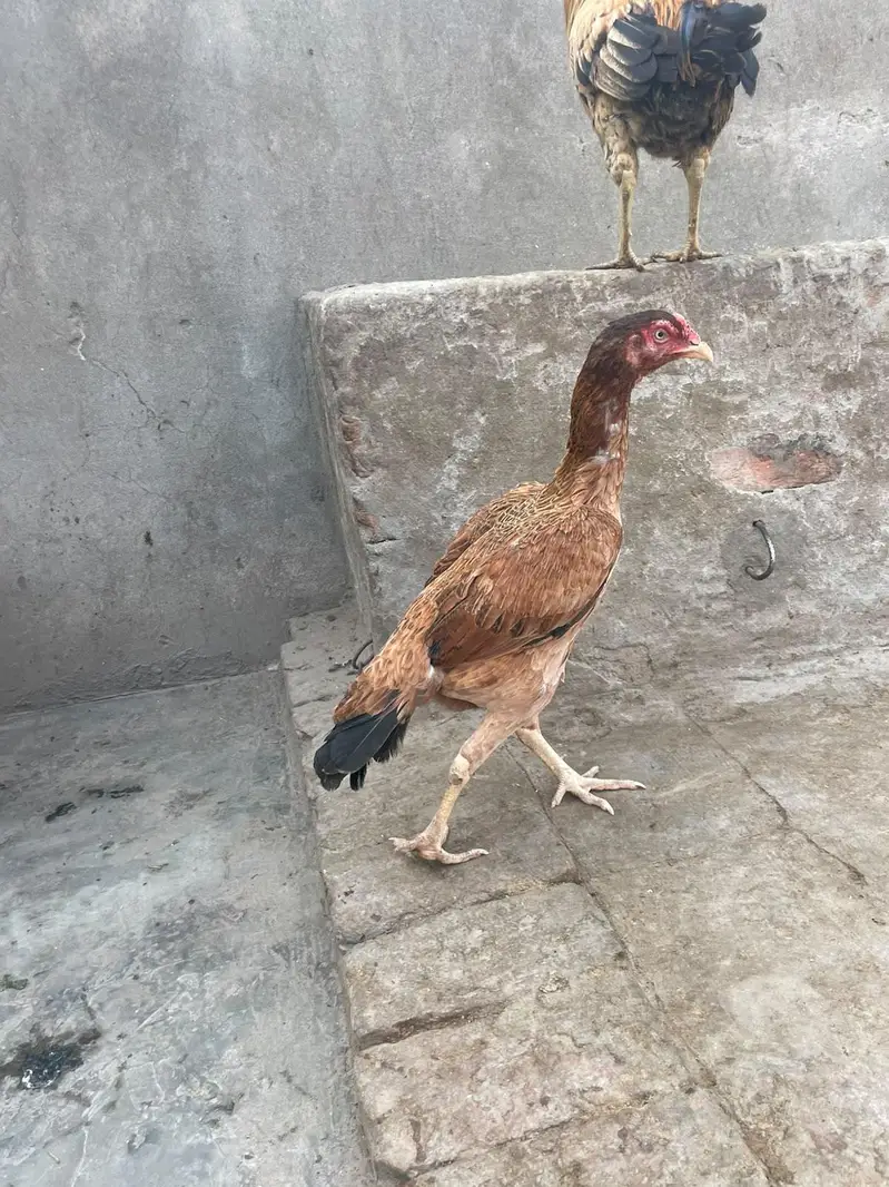 murga kana ha murgy ka 3000 murgiyon ka alg alg ret ha — photo 6