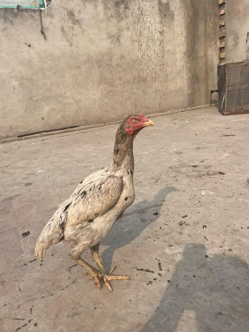 murga kana ha murgy ka 3000 murgiyon ka alg alg ret ha — photo 7