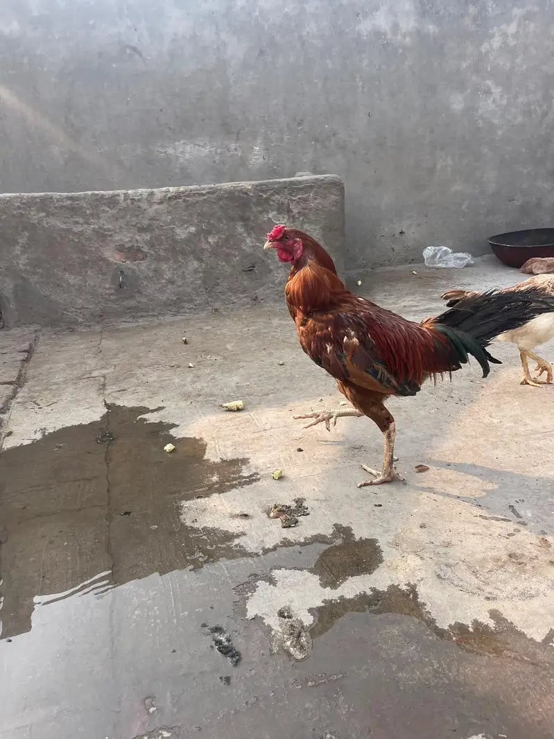 murga kana ha murgy ka 3000 murgiyon ka alg alg ret ha — photo 8