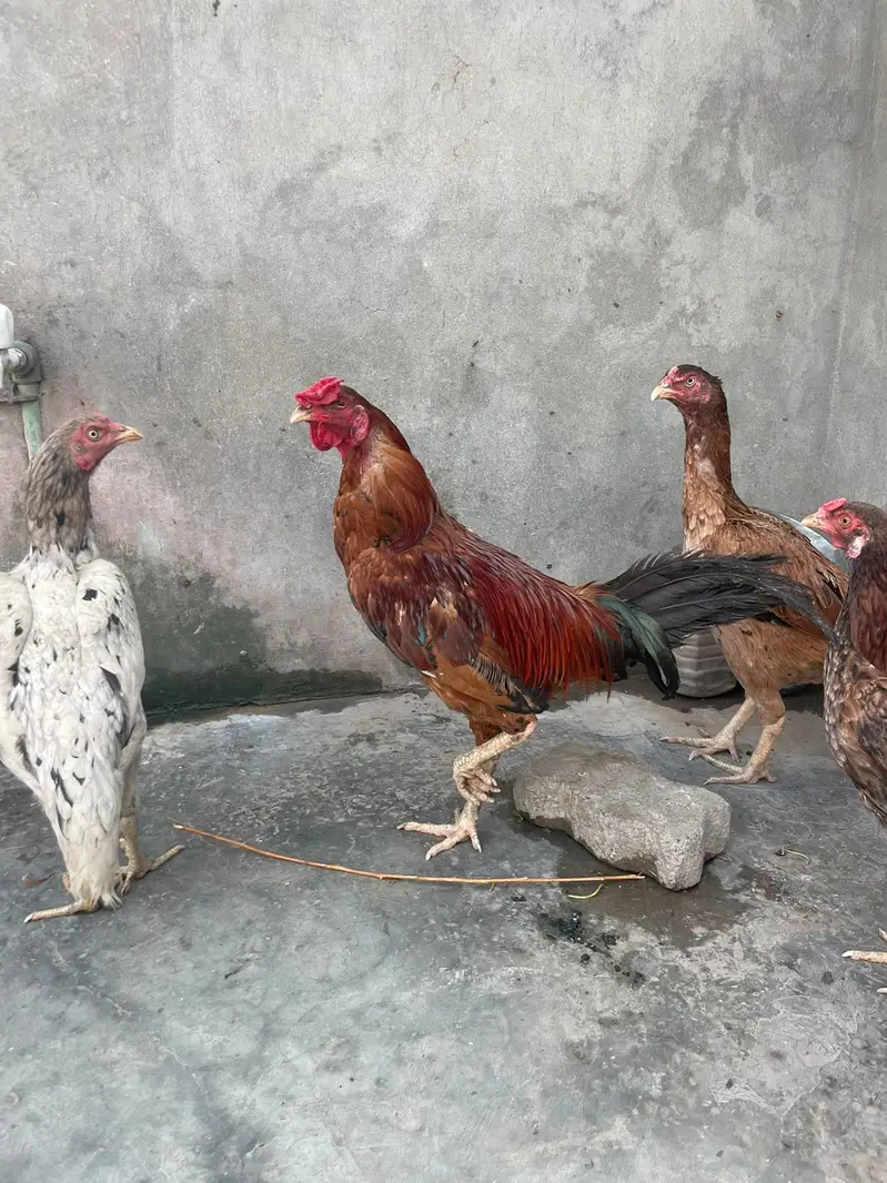 murga kana ha murgy ka 3000 murgiyon ka alg alg ret ha — photo 9