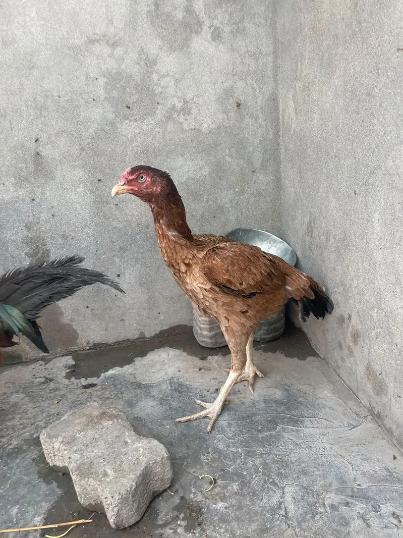 murga kana ha murgy ka 3000 murgiyon ka alg alg ret ha — photo 10