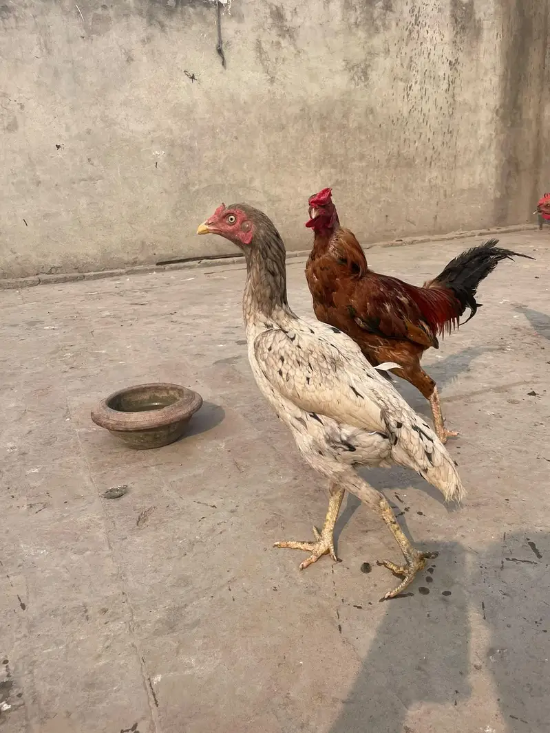 murga kana ha murgy ka 3000 murgiyon ka alg alg ret ha — photo 11