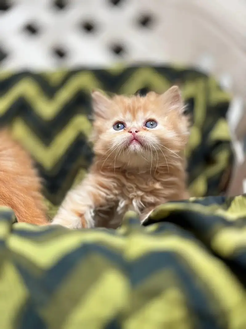 Quality Persian cat & Kittens. Male & female 03091708184. whatsapp — photo 3