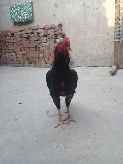 ratta murga topla taaj white ankh