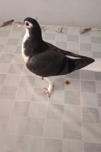 shirazi chick for hand taim