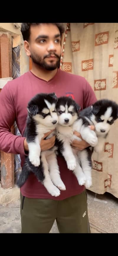 Siberian husky blue eyes  healthy Woolie code