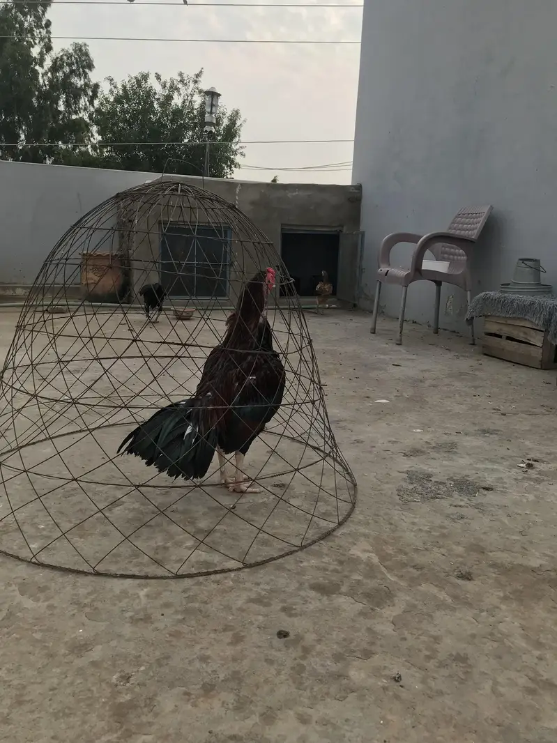 Aseel murga — photo 2