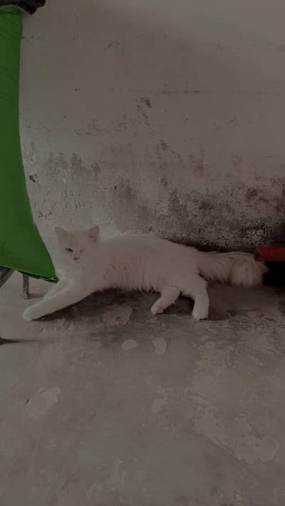 persian