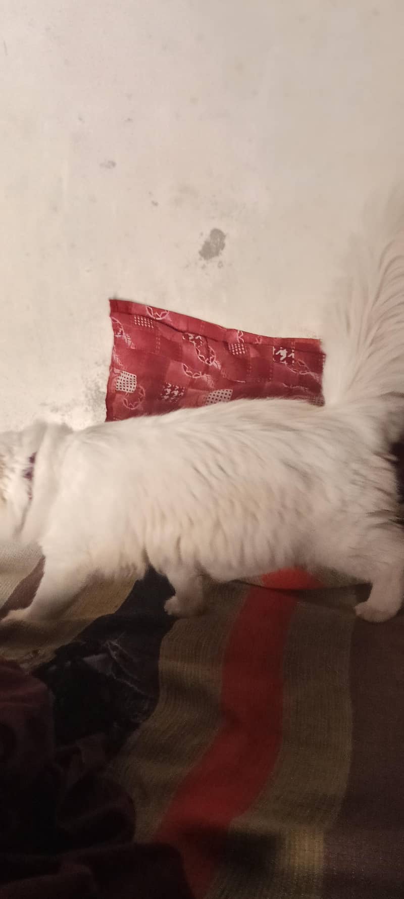 persian 1