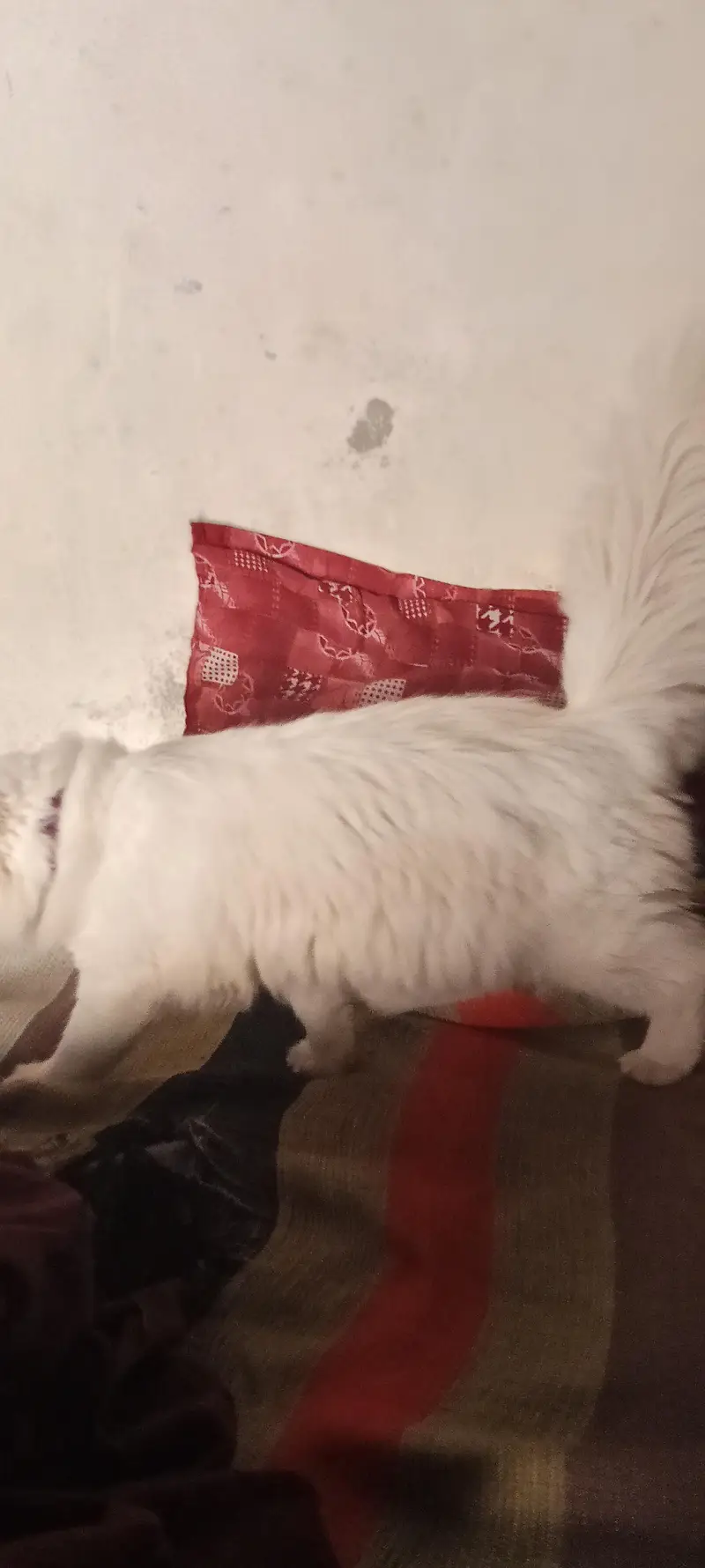 persian — photo 2