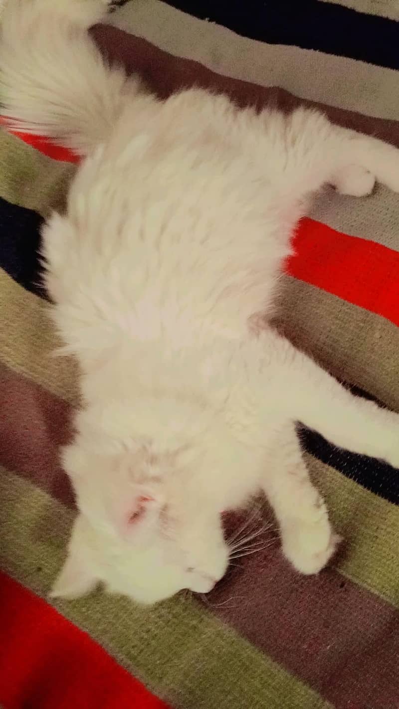 persian 2