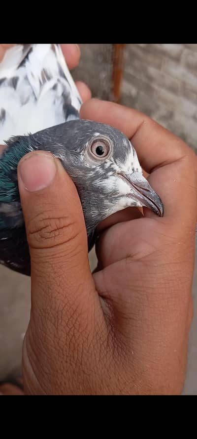 Teddy Birds