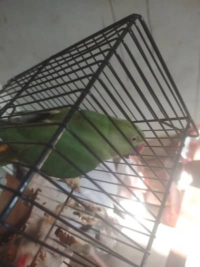 Ringneck pair