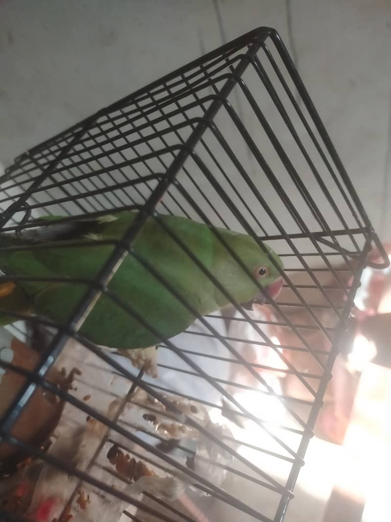 Ringneck pair 0