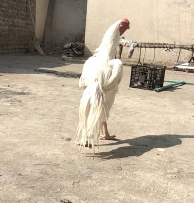 Indian parrot beak Long tail for sell