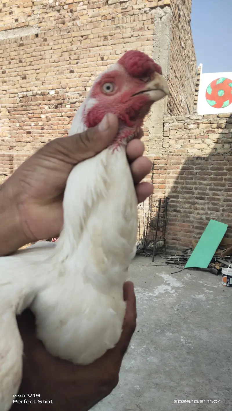 Indian parrot beak Long tail for sell — photo 2
