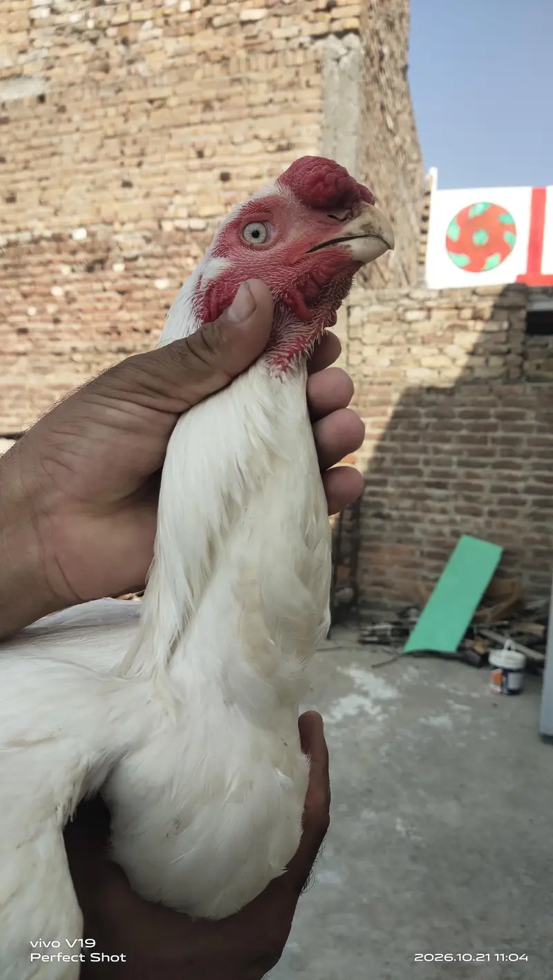 Indian parrot beak Long tail for sell — photo 3