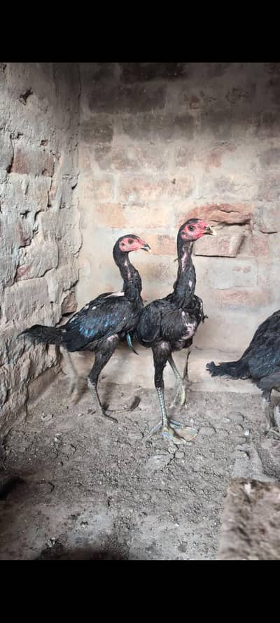 top quality Thai pakkoy , yorkkian breed