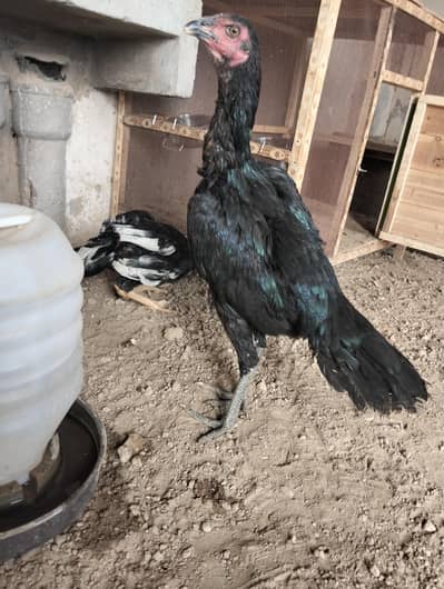 Thai aseel pathi for sale