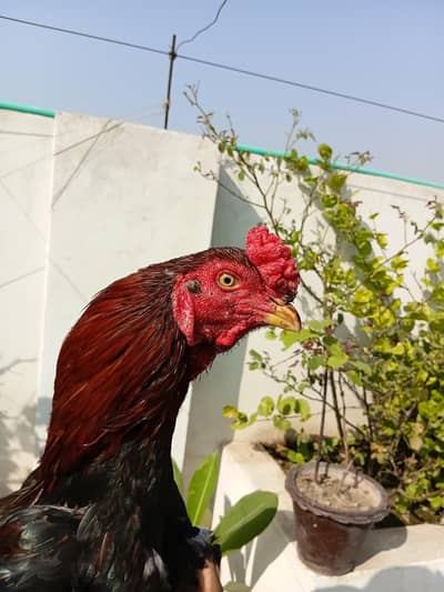 High quality aseels for sale