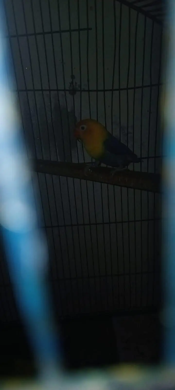 Breeder pair Love Bird — photo 3