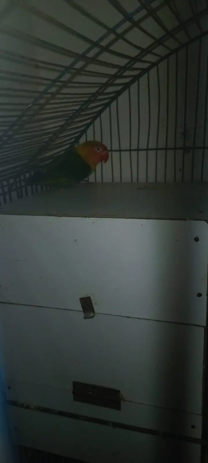 Breeder pair Love Bird — photo 4