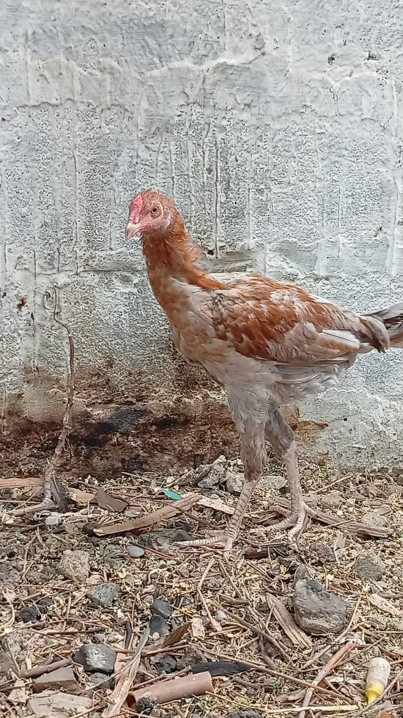 Three Young Aseel Patthay — photo 3