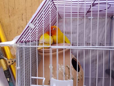 lotino rate eyes breeding PR healthy for sale