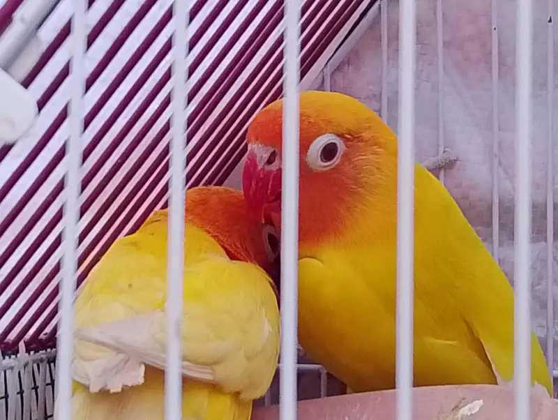 lotino rate eyes breeding PR healthy for sale — photo 2
