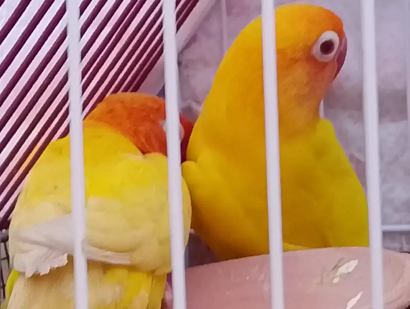 lotino rate eyes breeding PR healthy for sale — photo 6
