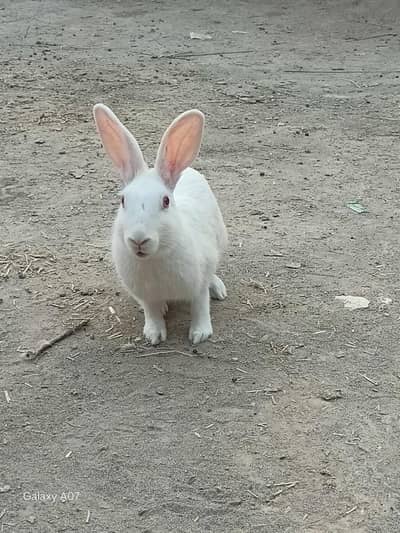 rabbits for sale