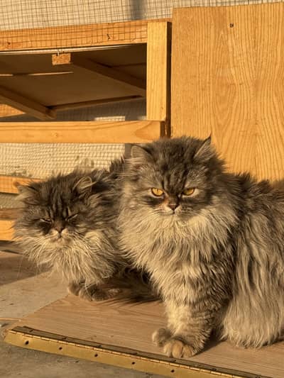 4 cats