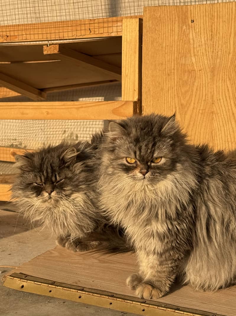 4 cats 0